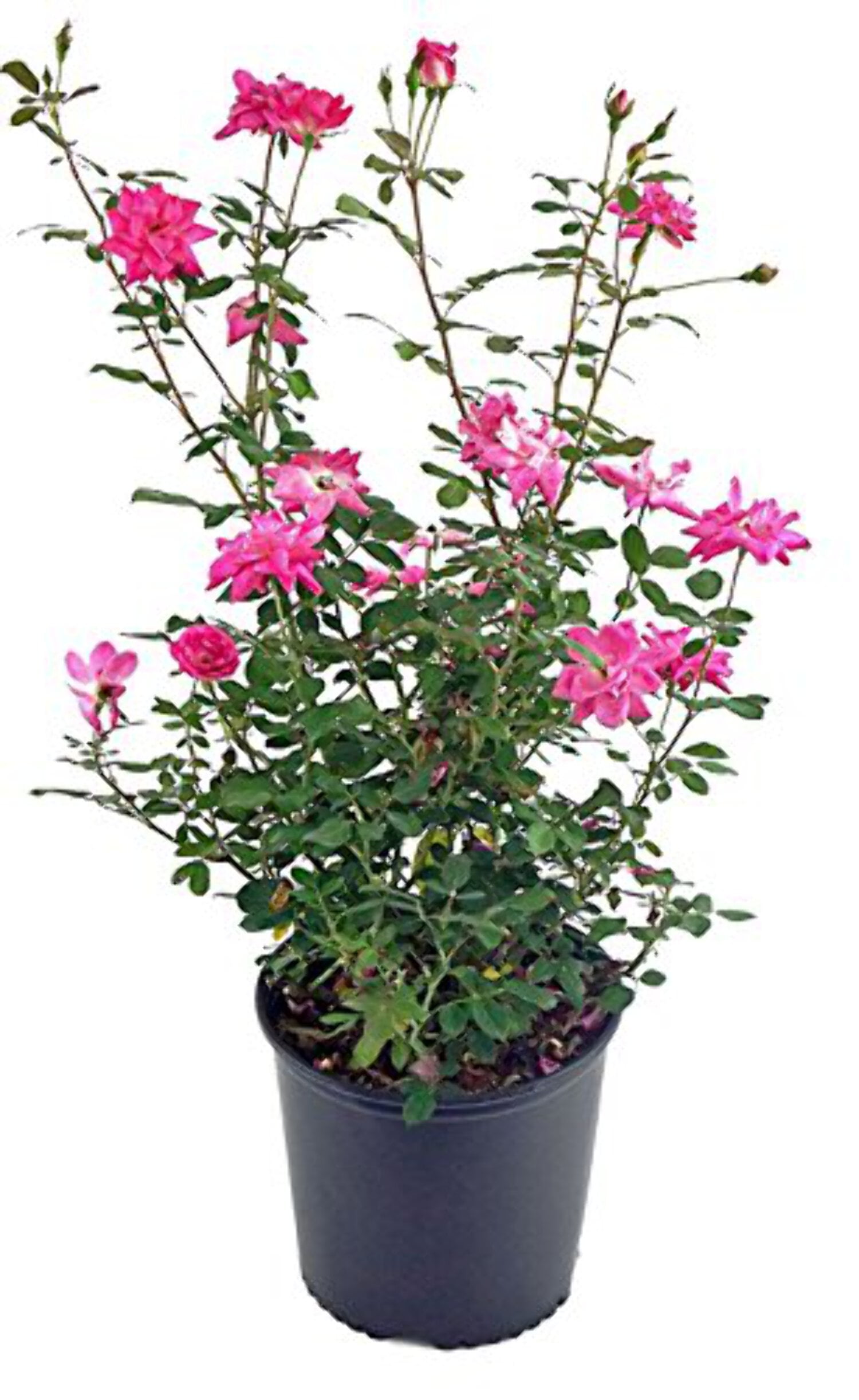 赤いゼラニウム　＆　人形のファンタジー Zephirine Drouhin Climbing Rose - Walmart.com