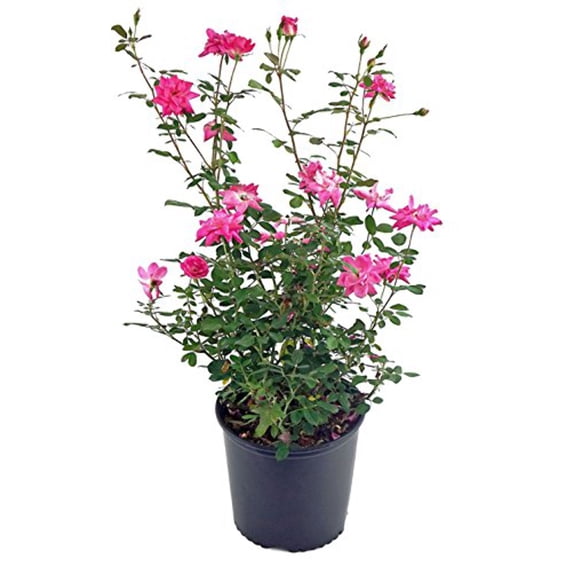 Zephirine Drouhin Climbing Rose