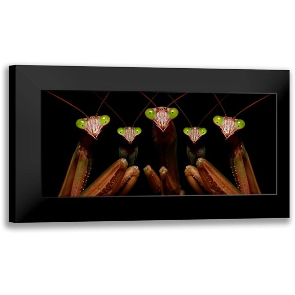 Zephyr, Patrick 24x13 Black Modern Framed Museum Art Print Titled - Praying Mantis: Family Portrait