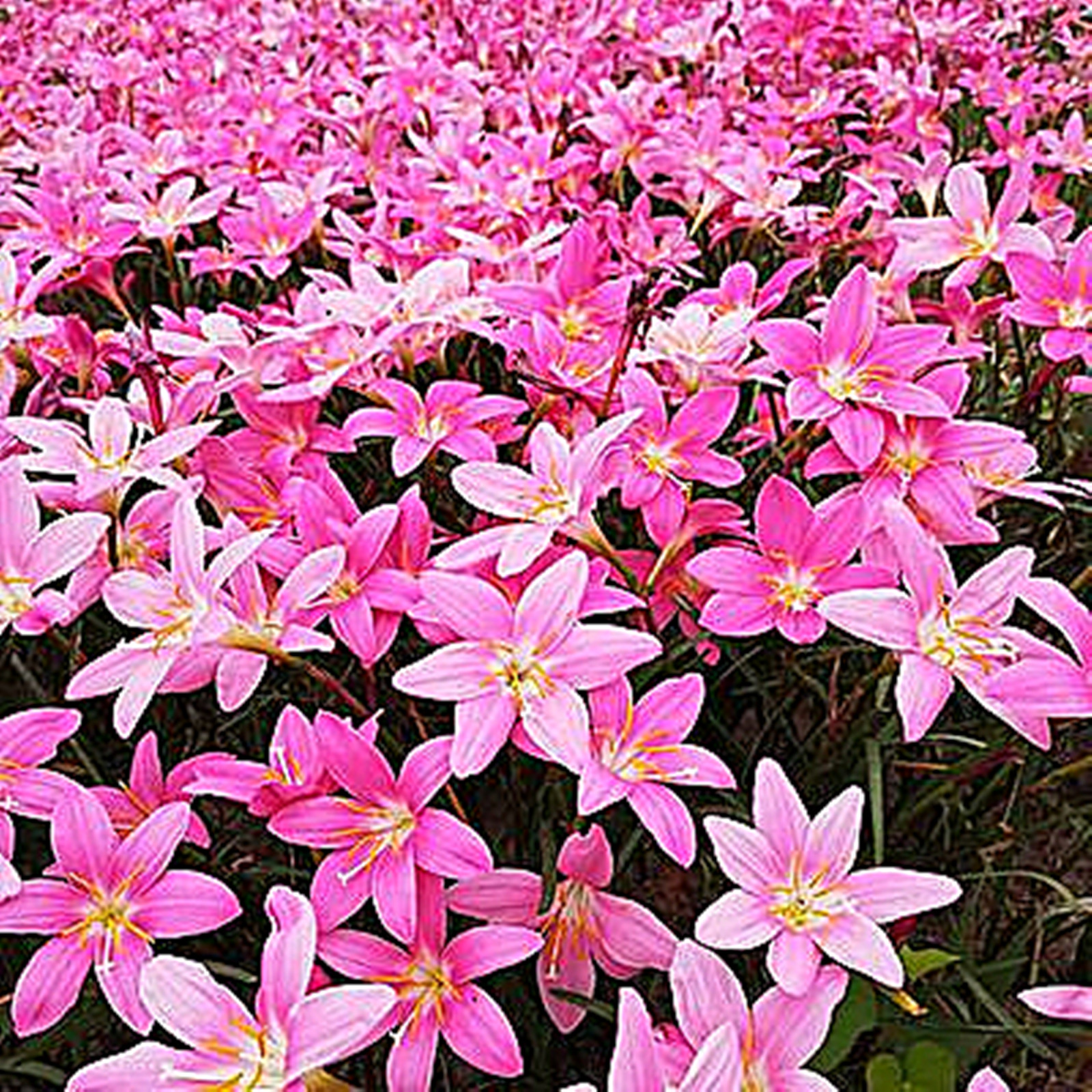 Zephyranthes Bulbs, Bulbous Plants, Balcony, Bulb Flowers，Rain Lily