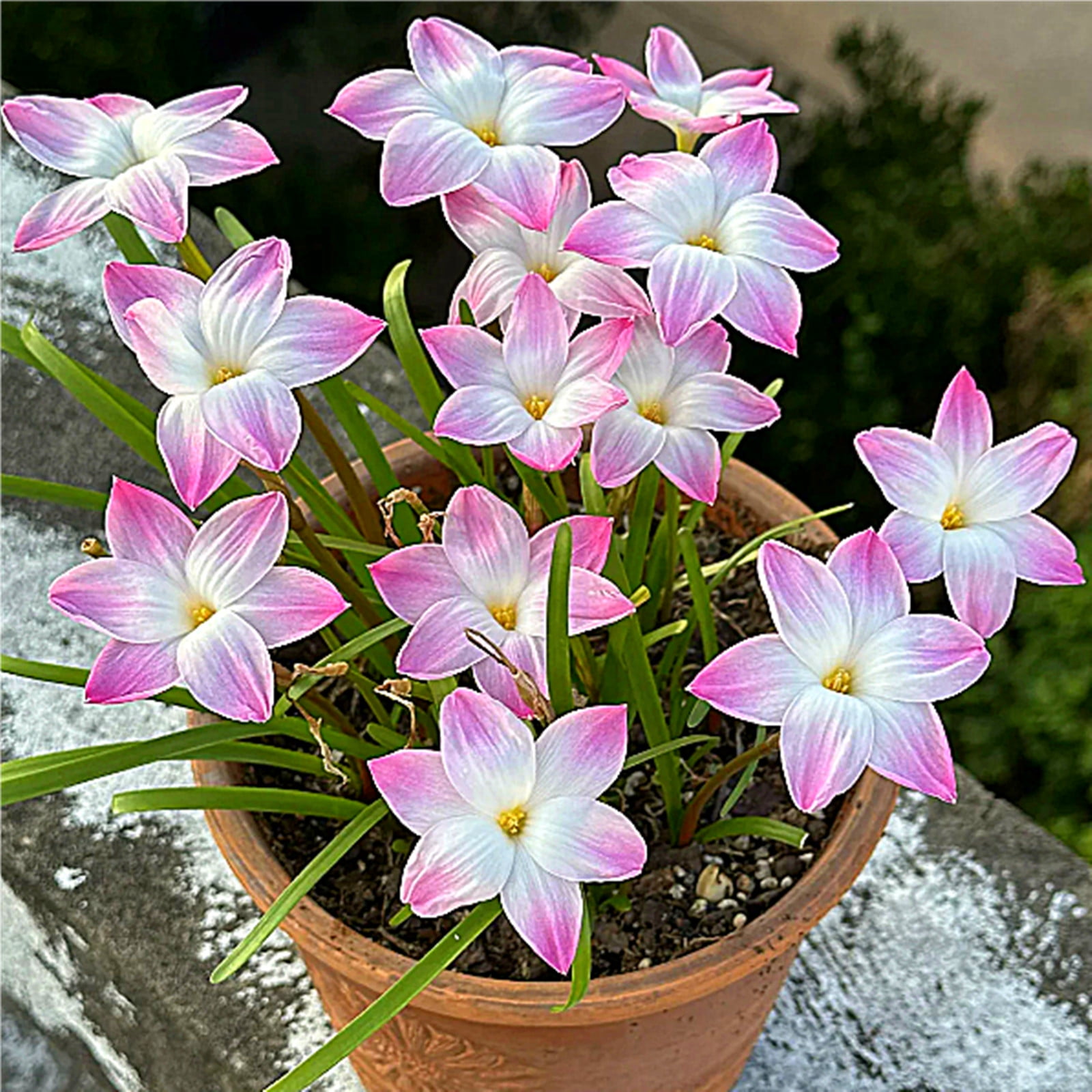 Zephyranthes Bulbs, Bulbous Plants, Rain Lily Plant，Rain Lily Bulbs