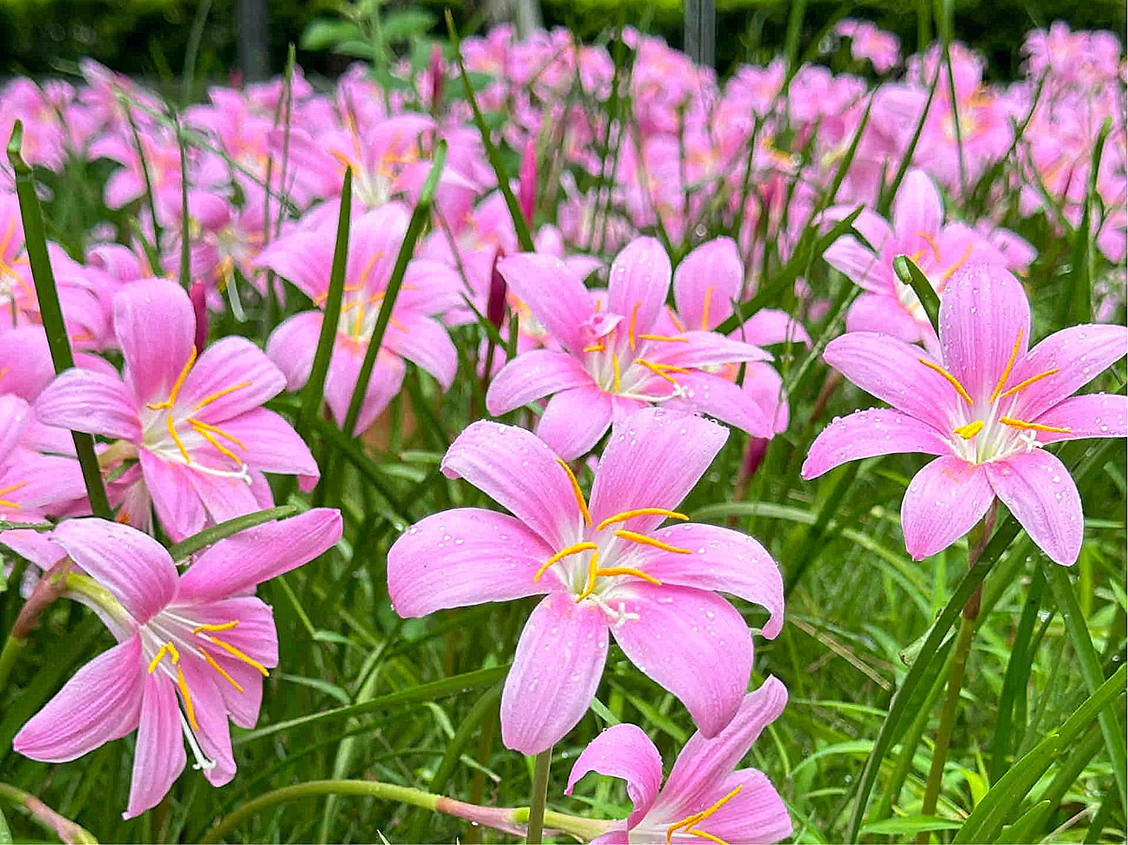 Zephyranthes Bulbs, Bulbous Plants, Rain Lily Plant，Rain Lily Bulbs