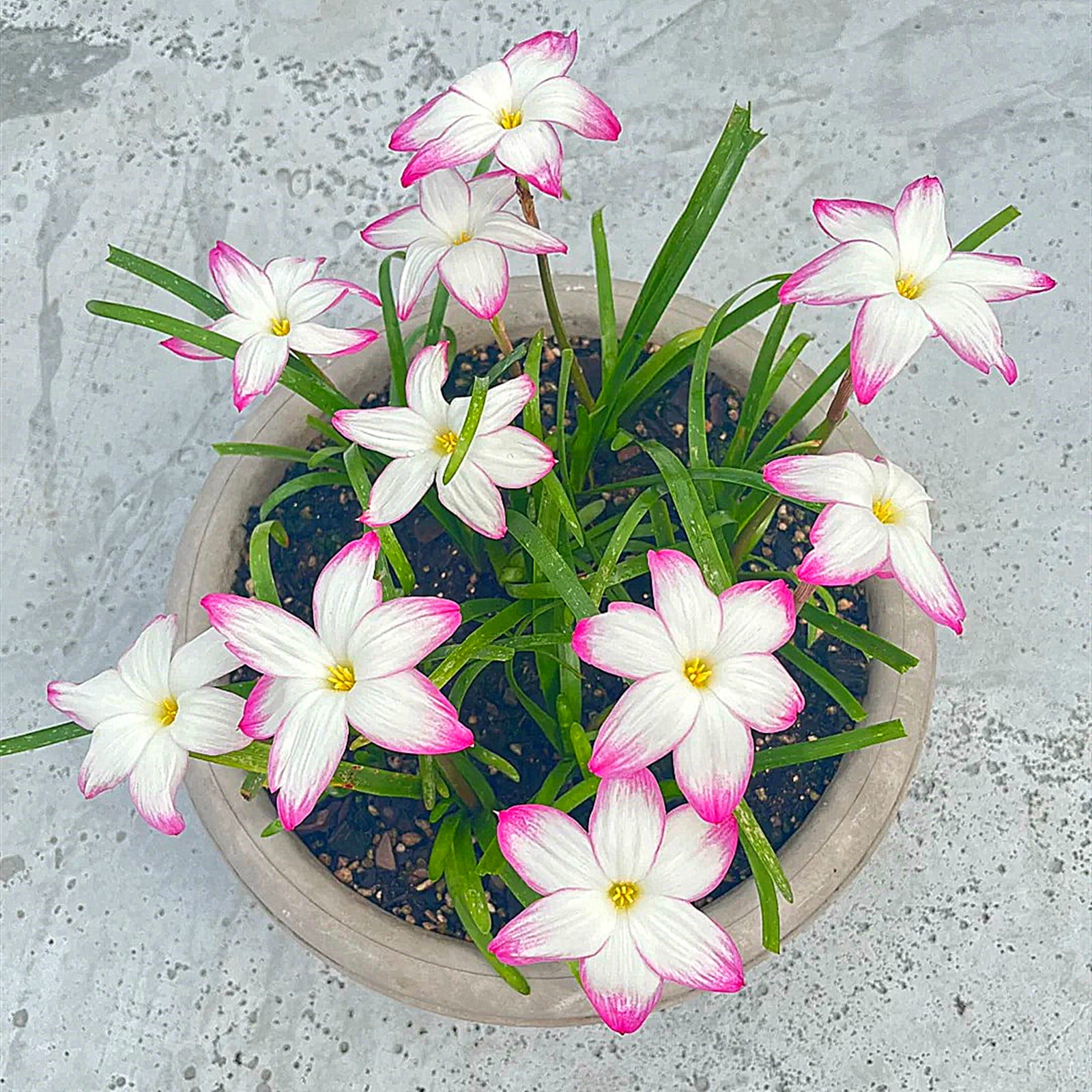 Zephyranthes Bulbs, Bulbous Plants, Rain Lily Plant，Rain Lily Bulbs