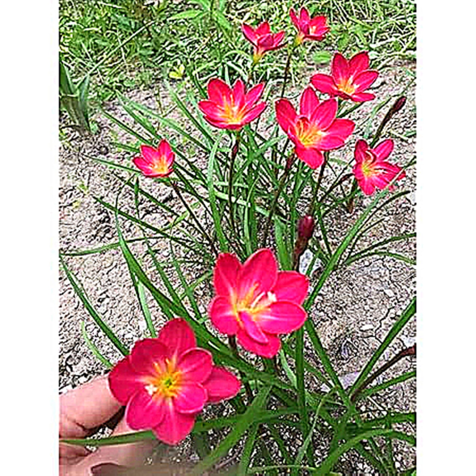Zephyranthes Bulbs, Bulbous Plants, Rain Lily Plant，Rain Lily Bulbs