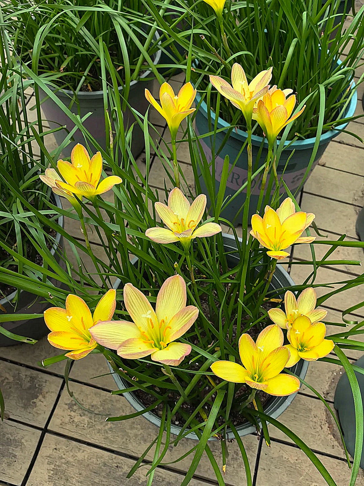 Zephyranthes Bulbs, Bulbous Plants, Rain Lily Plant，Rain Lily Bulbs