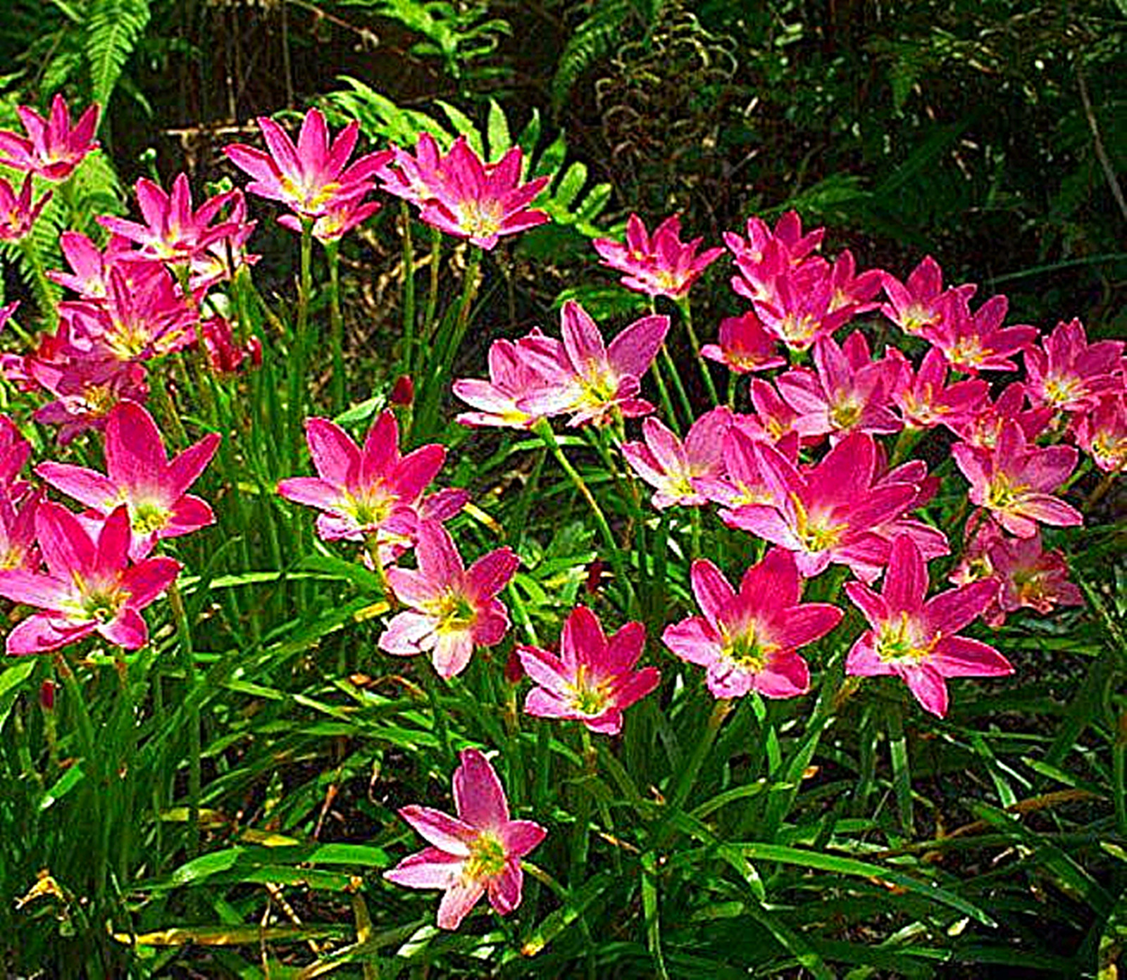 Zephyranthes Bulbs, Bulbous Plants, Rain Lily Plant，Rain Lily Bulbs
