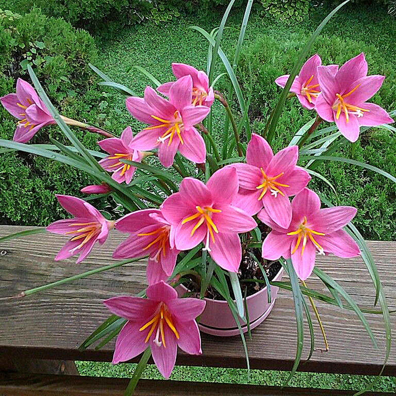 Zephyranthes Bulbs, Bulbous Plants, Rain Lily Plant，Rain Lily Bulbs