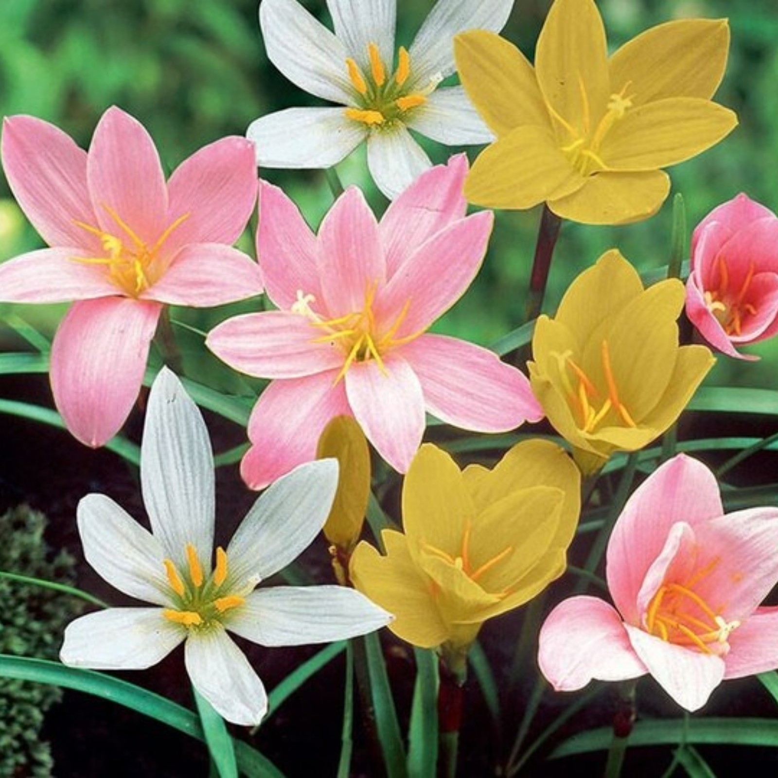 Zephyranthes BulbsLow Maintenance. Strong And Vigorous. Rain Lily