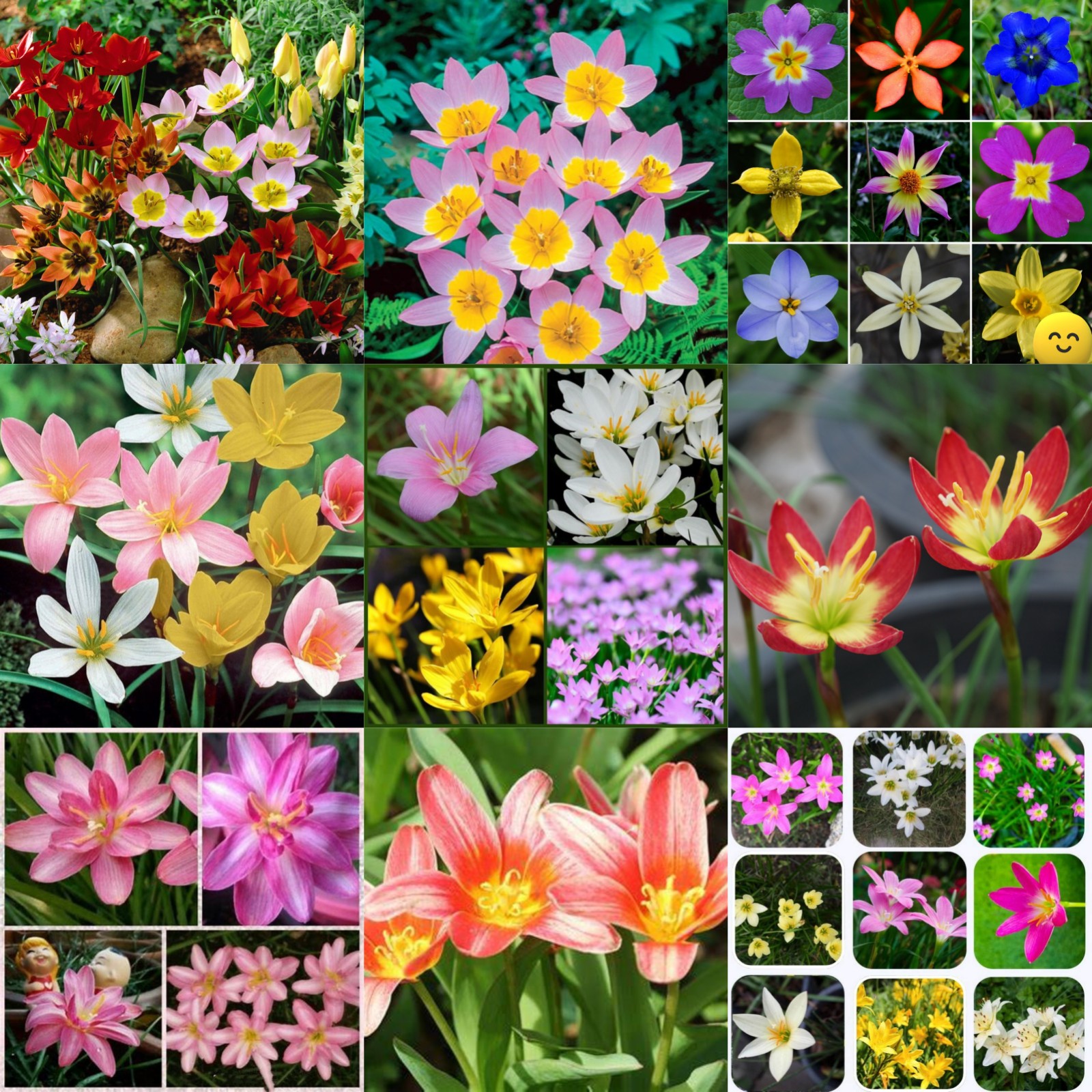 Zephyranthes BulbsLow Maintenance. Strong And Vigorous. Rain Lily