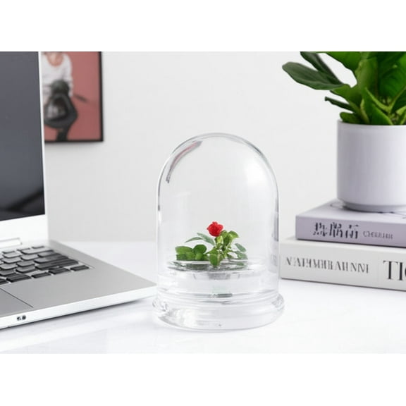 Zero Care Rose, Flower Terrarium, For Your Lovely One