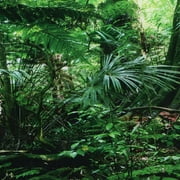 Zerodis Rainforest Background, HD Image Fish Tank Poster, Fish Tank For Reptile Box