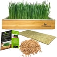 thumbnail image 1 of ZestiGreens Self-Watering Cat Grass Kit – Easiest Way to Grow Fresh Cat Grass, 1 of 6