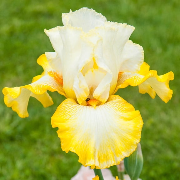 Zesting Lemons Bearded Iris White and Yellow Flowering Dormant Bare Root Perennial Rhizome (1-Pack)