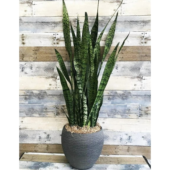Zeylanica Snake Plant-Attractive Indoor Air Purifier 10" Pot
