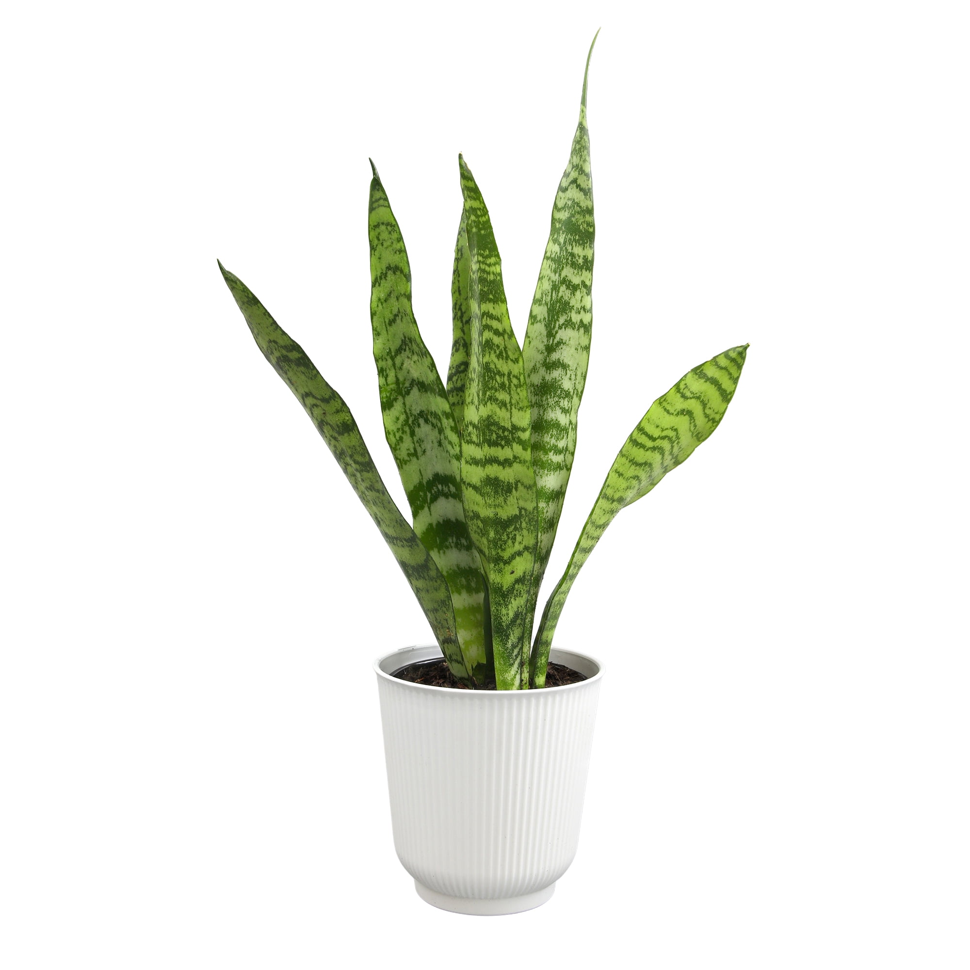 Snake Plants in Indoor Plants - Walmart.com