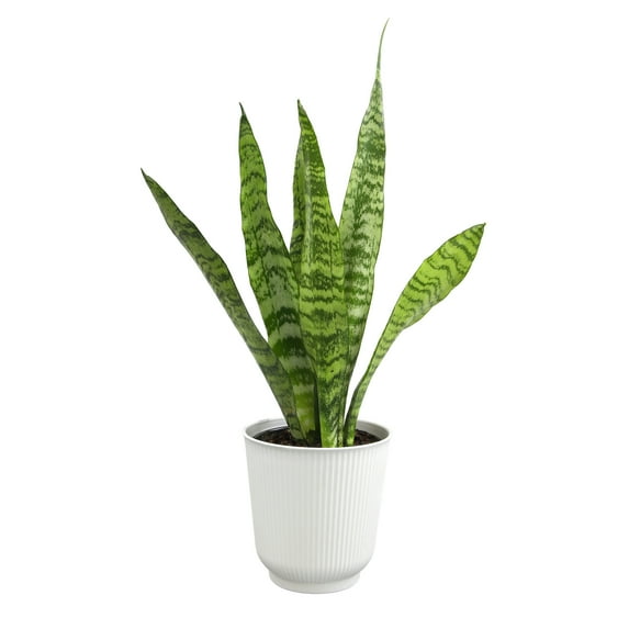 Zeylanica Snake Plant, Clean Air Houseplant | 4.25 in Decor Pot; Full Sun | Element by Altman Plants