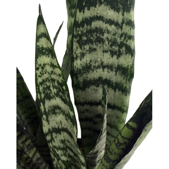 Zeylanica Snake Plant - Sanseveria - 4" Pot