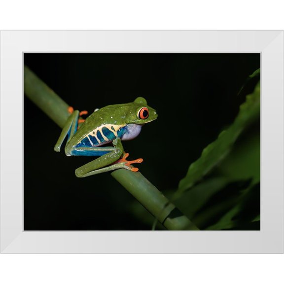 Zhang, Xiaohong 24x19 White Modern Wood Framed Museum Art Print Titled - Red-Eyed Tree Frog