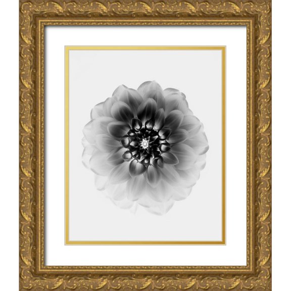 Zhao, Alex 20x24 Gold Ornate Wood Framed with Double Matting Museum Art Print Titled - X-Ray