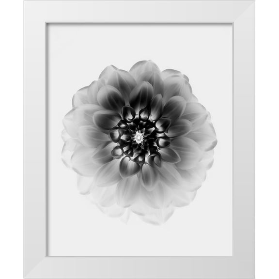 Zhao, Alex 20x24 White Modern Wood Framed Museum Art Print Titled - X-Ray
