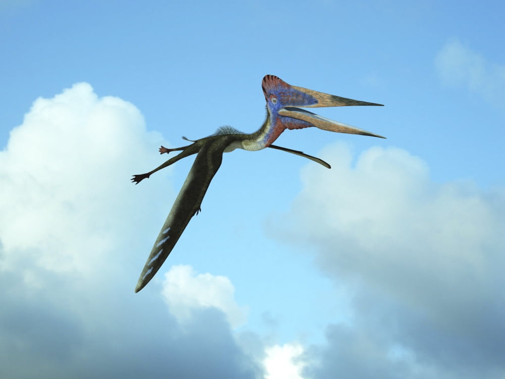 Zhejiangopterus a genus of azhdarchid pterosaur Canvas Art - Walter MyersStocktrek Images (33 x 25)