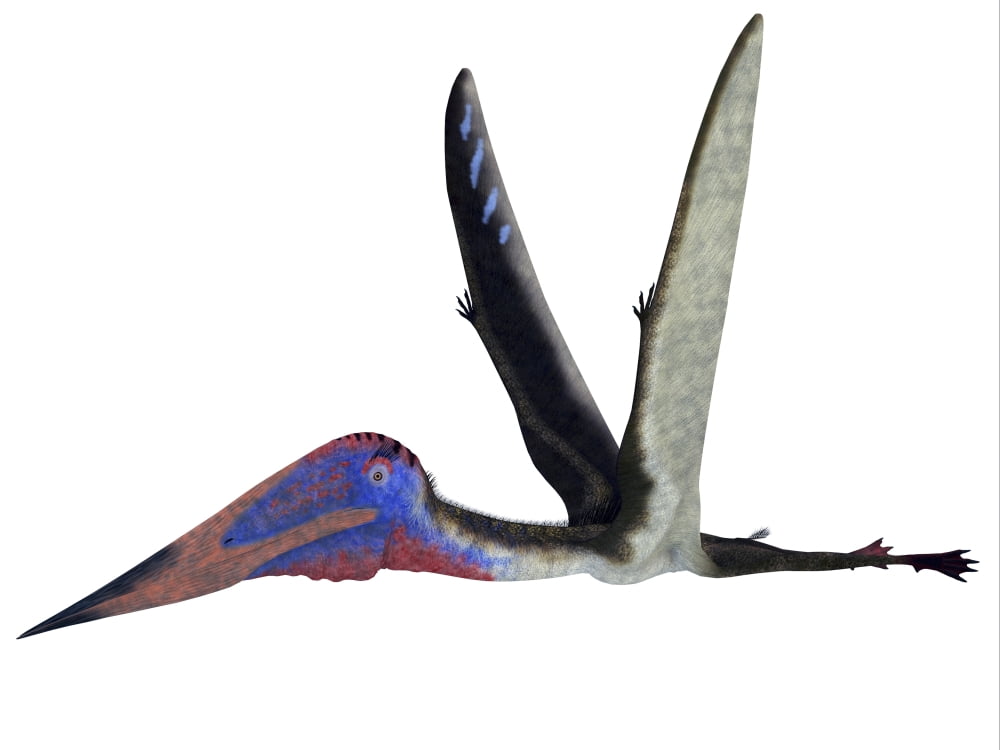 Zhejiangopterus pterosaur Canvas Art - Corey FordStocktrek Images (17 x 13)