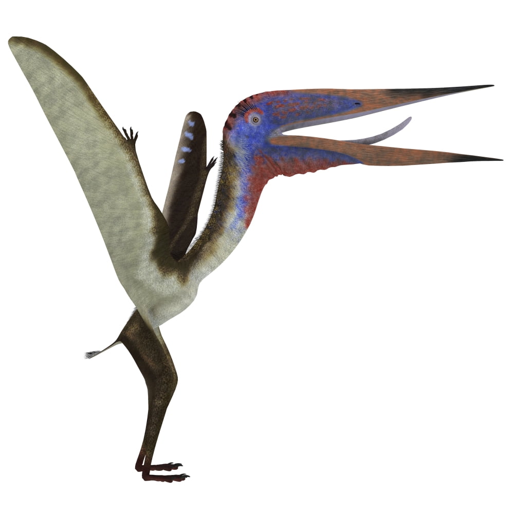 Zhejiangopterus pterosaur Canvas Art - Corey FordStocktrek Images (28 x 28)