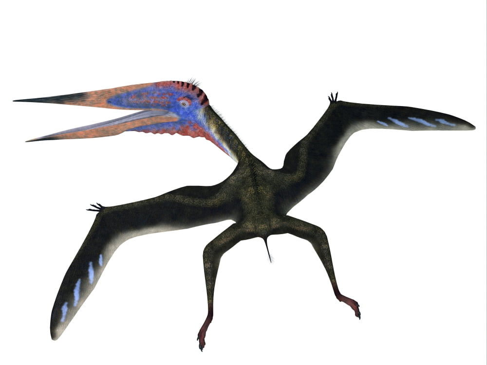 Zhejiangopterus pterosaur Canvas Art - Corey FordStocktrek Images (33 x 25)