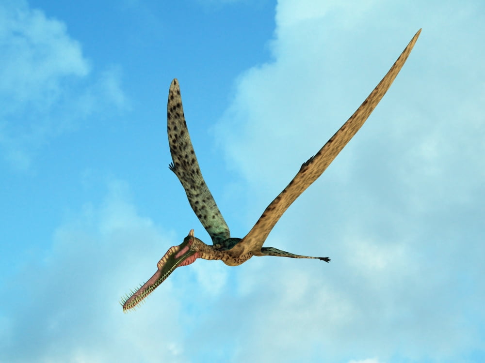 Zhenyuanopterus a genus of pterosaur from the Cretaceous Period Canvas Art - Walter MyersStocktrek Images (33 x 25)
