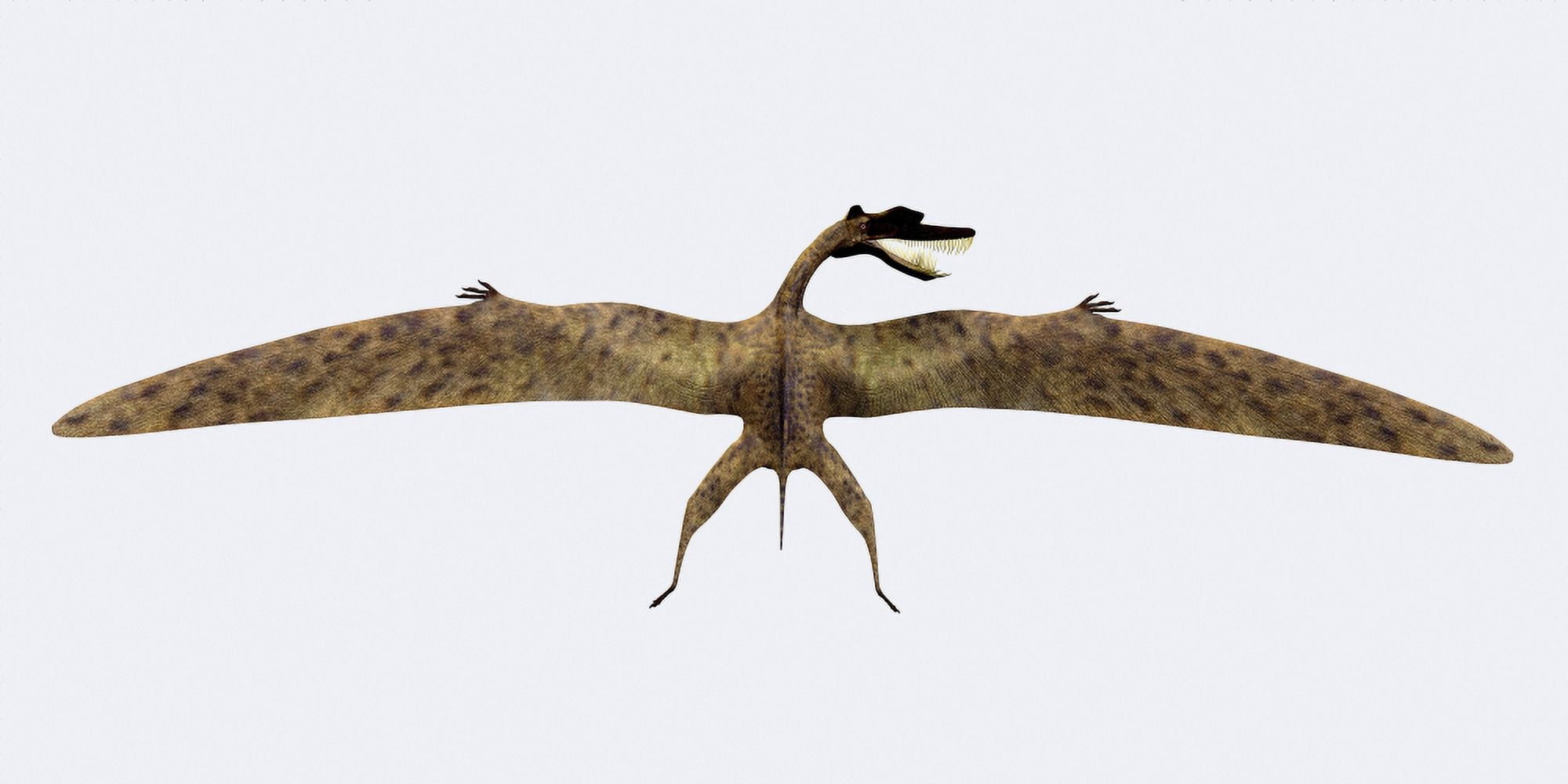 Zhenyuanopterus pterosaur from the Cretaceous Period Canvas Art - Corey FordStocktrek Images (20 x 10)