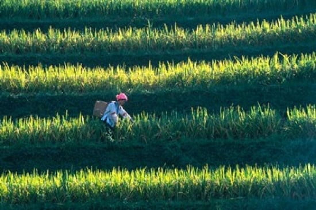 Zhuang Girl in the Rice Terrace China Canvas Art - Keren Su DanitaDelimont (18 x 12)