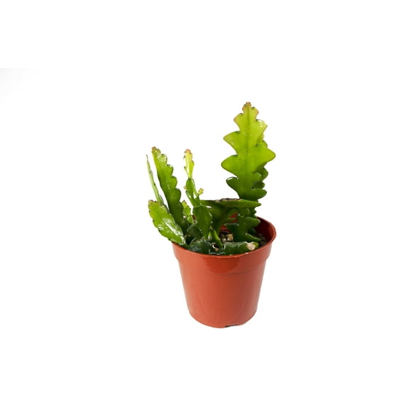 Zig Zag Cactus - 4" from California Tropicals