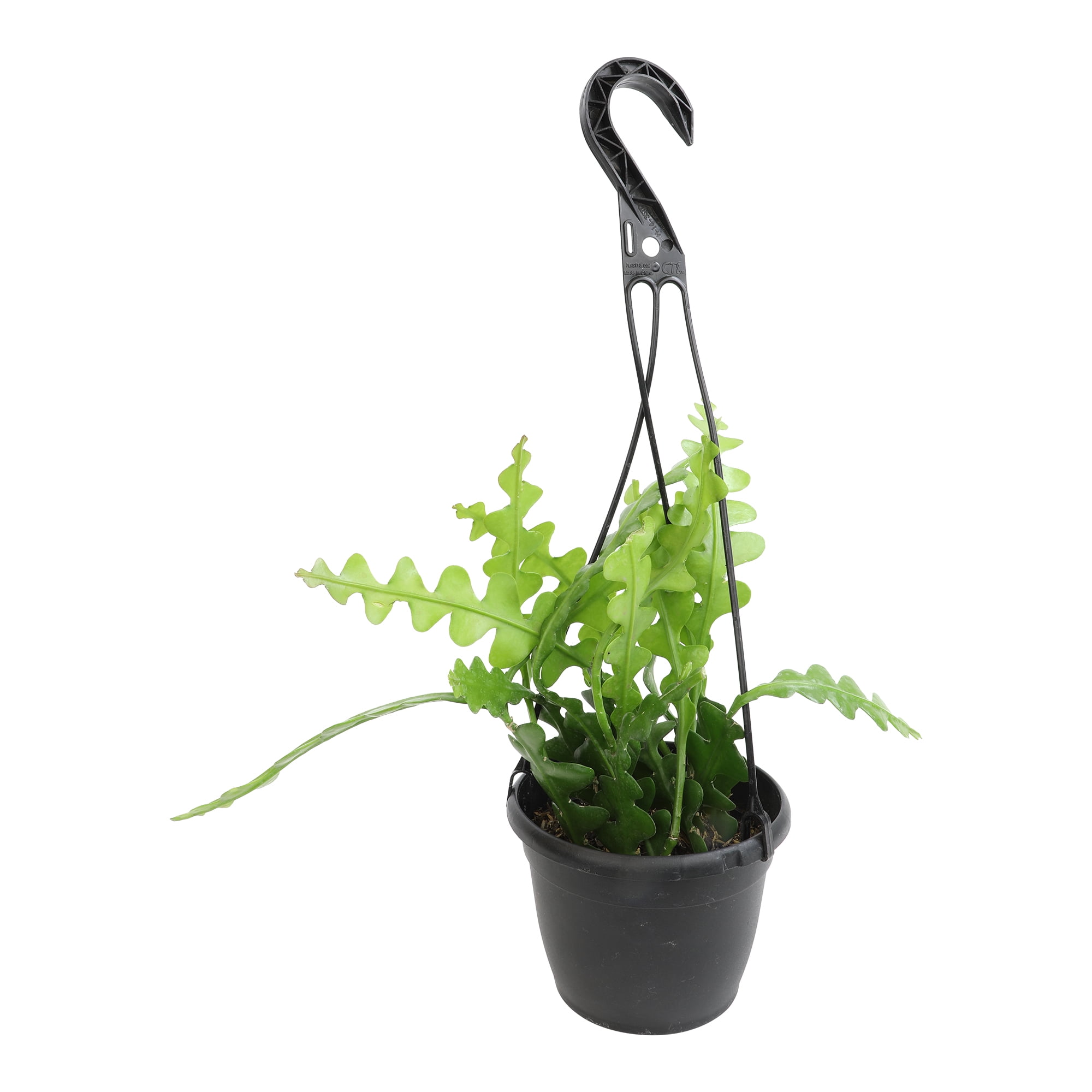Zigzag Fishbone Cactus, Epiphyllum | 6in Hanging Pot, Full
