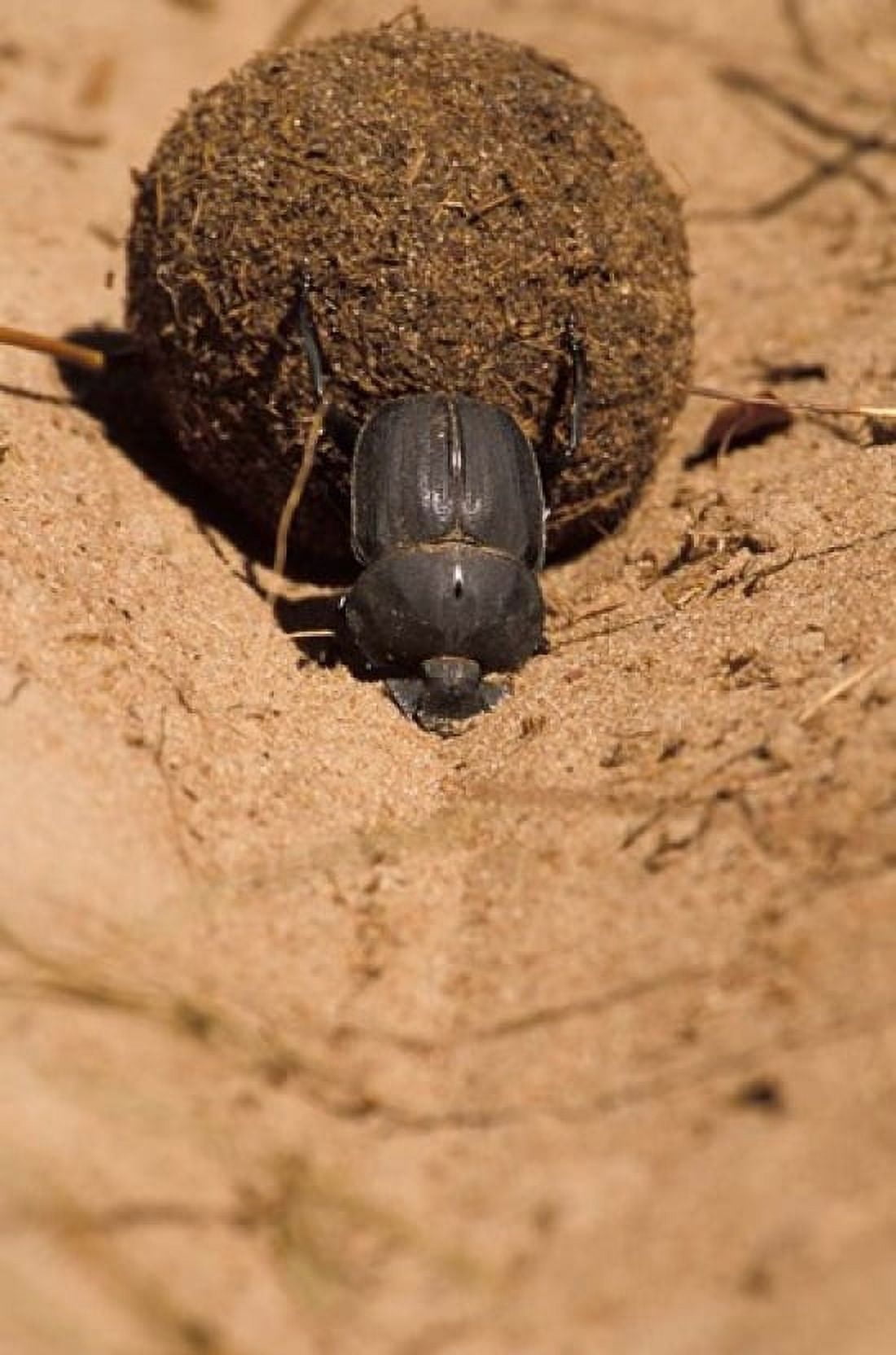 Zimbabwe Dung Beetle insect rolling dung ball Canvas Art - Michele Benoy Westmorland DanitaDelimont (11 x 17)