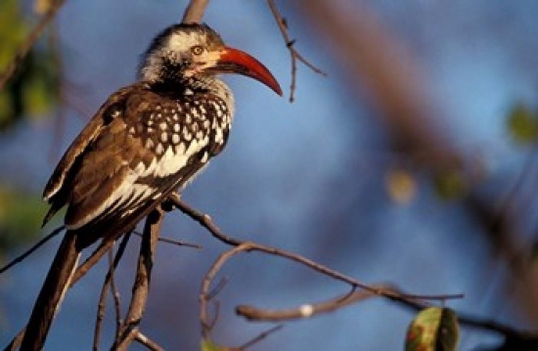 Zimbabwe Hwange NP Red-billed hornbill bird Canvas Art - William Sutton DanitaDelimont (24 x 15)