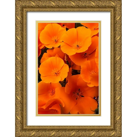 Zimmerman, Judith 13x18 Gold Ornate Wood Framed with Double Matting Museum Art Print Titled - California California Poppy detail-Antelope Valley