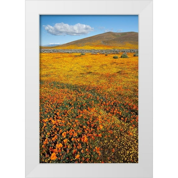 Zimmerman, Judith 17x24 White Modern Wood Framed Museum Art Print Titled - California Fields of California Poppy-Goldfields with clouds-Antelope Valley