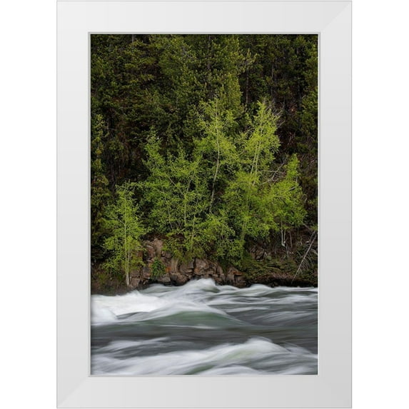 Zimmerman, Judith 17x24 White Modern Wood Framed Museum Art Print Titled - Wyoming Budding trees-La Grange Cascade-Yellowstone National Park