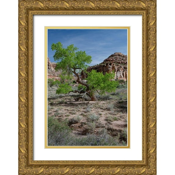 Zimmerman, Judith 18x24 Gold Ornate Wood Framed with Double Matting Museum Art Print Titled - Utah Lush green leaves on cottonwood tree in the desert-San Rafael Swell