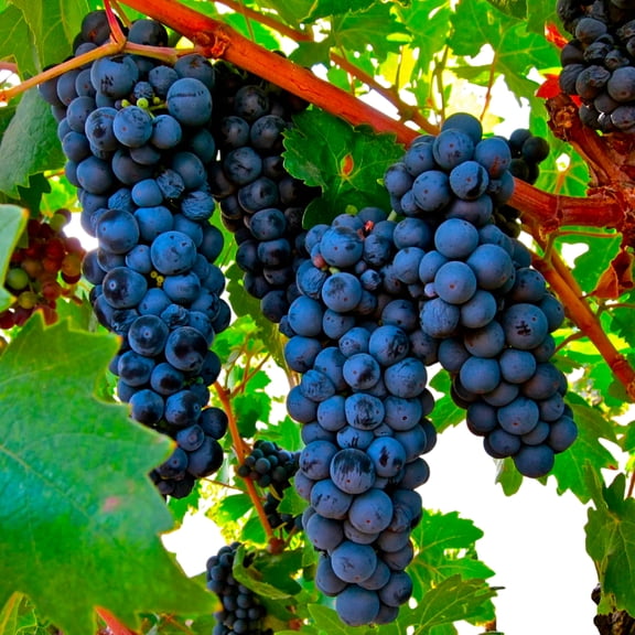 Zinfandel Black Grape Vine Live Fruiting Grape Plant for Wine & Table Use, 1 Gallon Single Potted