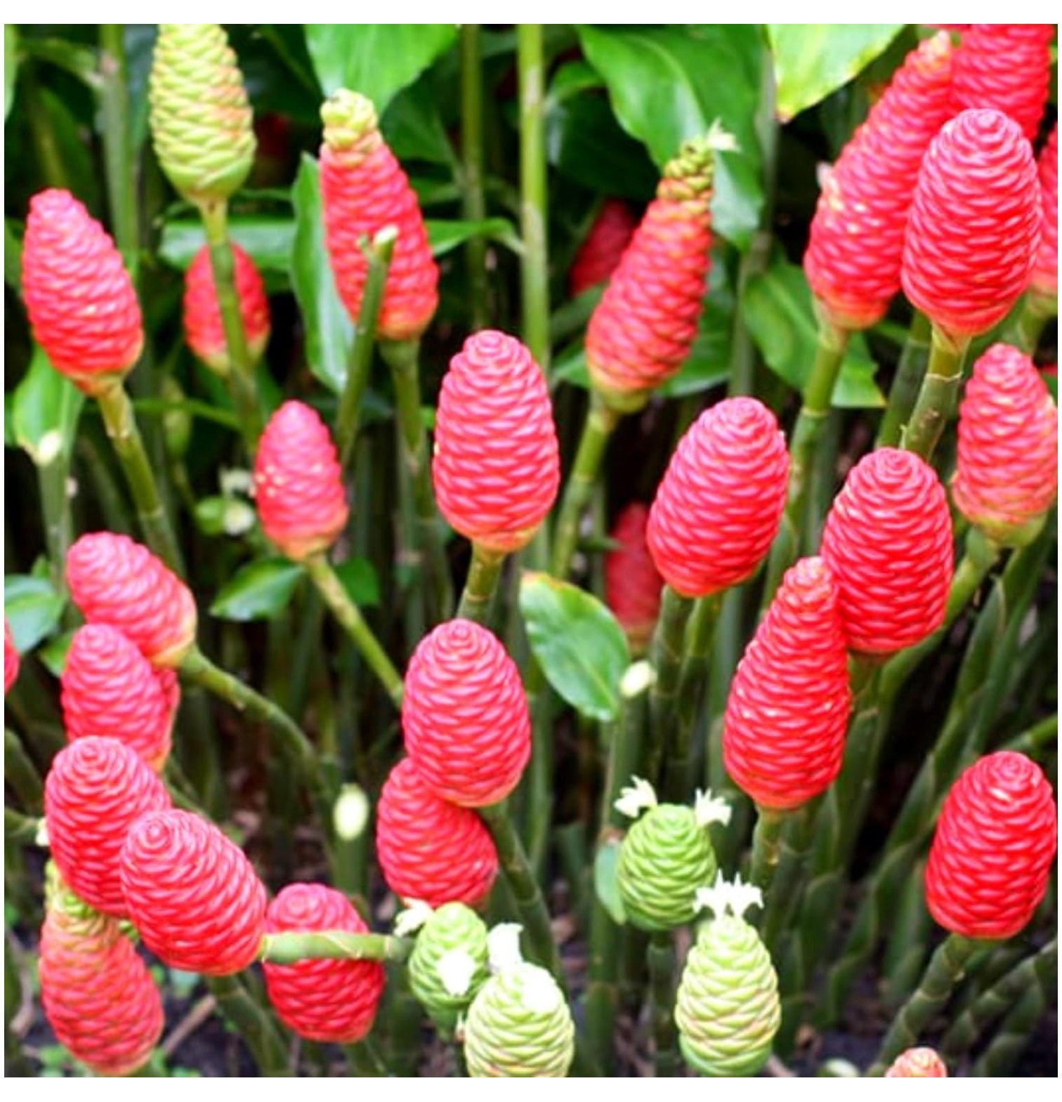 Zingiber Zerumbet Shampoo Ginger Rhizomes for Planting, 5 Shampoo