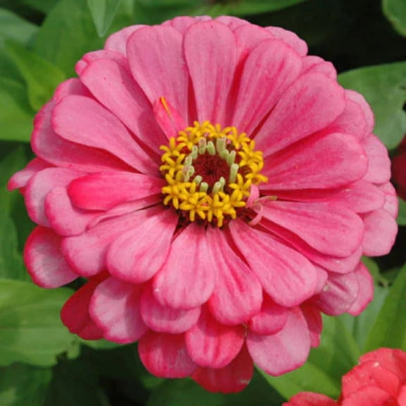 Zinnia Benary's Giant Carmine Rose Seed