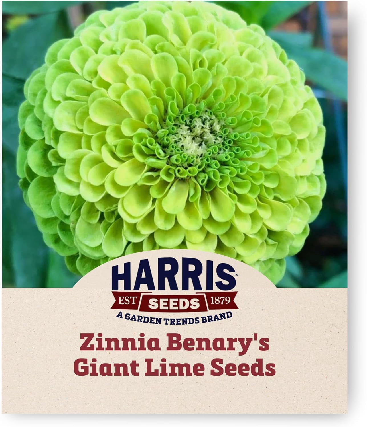 Harris Seeds - Zinnia Seeds - Benary's Giant Lime Colorful Flowers 1,000 Seeds