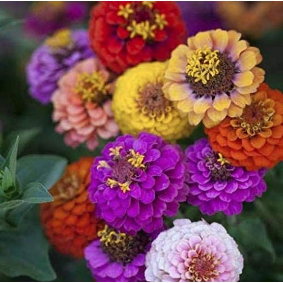 Zinnia Button Box Mix Flower Seeds (Dwarf), 100 Heirloom Flower Seeds Per Packet, Non GMO Seeds, Botanical Name: Zinnia elegans