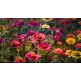 thumbnail image 1 of Zinnia Cactus Flower Seed Mix/ Annual/ Full Sun/ 4000 Seeds 1 oz/ Zellajake Farm and Garden  - B266, 1 of 3