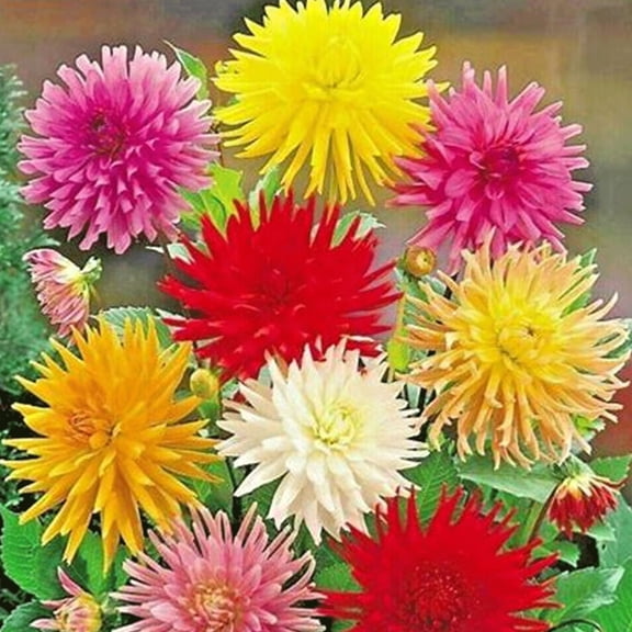 Zinnia Cactus Flowered Mix 2 Grams ~275 Seeds – Zinnia elegans – Annual – 75–90 Days – 24–36" Tall – 3–6" Blooms – Non-GMO, Open-Pollinated – Edible Petals – Cut Flower – Pollinator Attractor