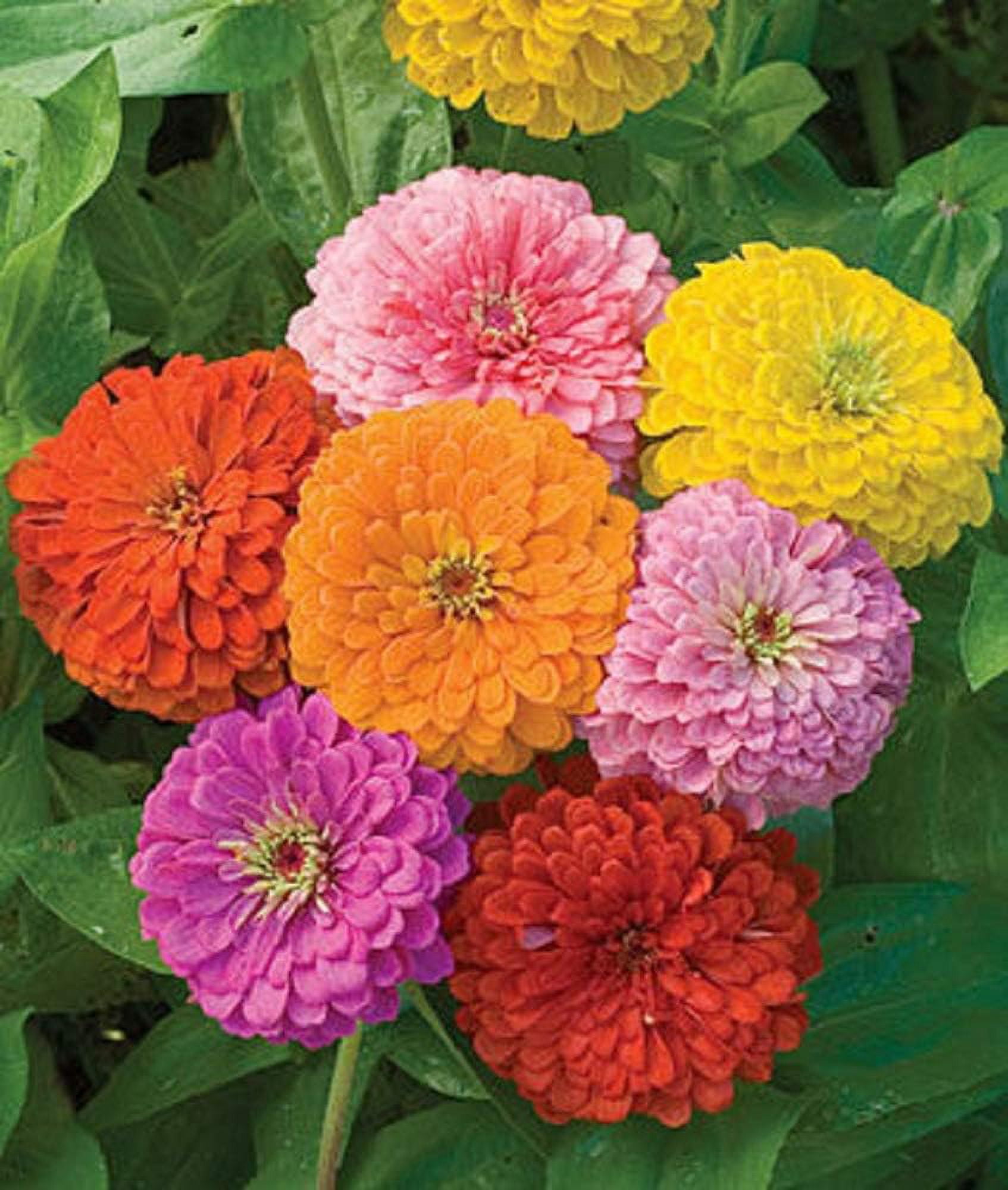 Zinnia FlorisToilet Waterフローリス【未開封】50ml フローリス ジニア オードトワレ（未使用⭐️フローリス ジニア