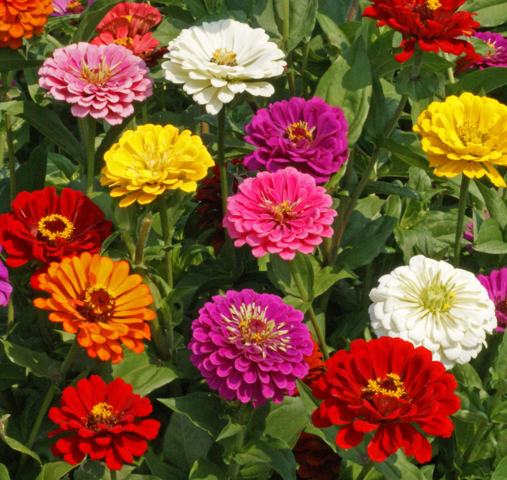 Zinnia California Giant Mix Nice Garden Flower Seeds by Seed Kingdom (1 Lb Seeds)