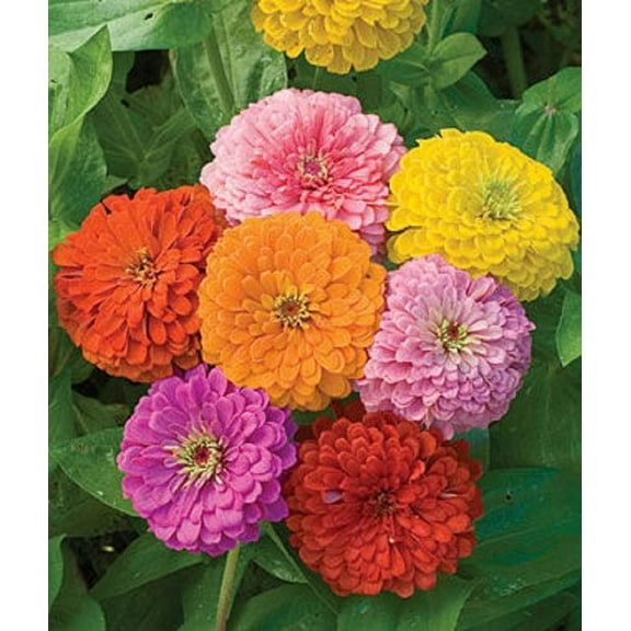 Zinnia - California Giant SR25 Mix - Bulk Pack 5,000 Seeds by Seeds2Go