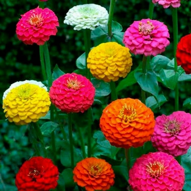 Zinnia Cut & Come Again Mix 100 Seeds - Walmart.com